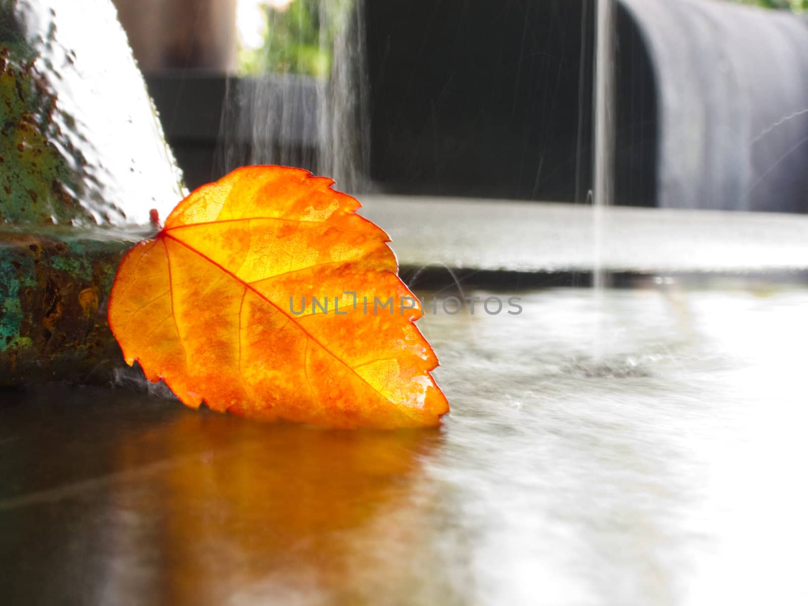 Golden leave floating falling into the water by 3523Studio