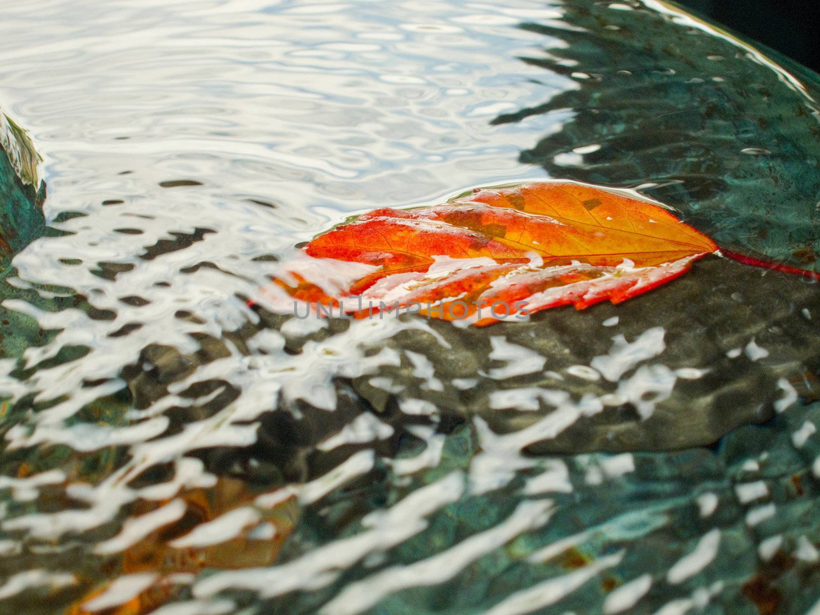 Golden leave floating in water by 3523Studio