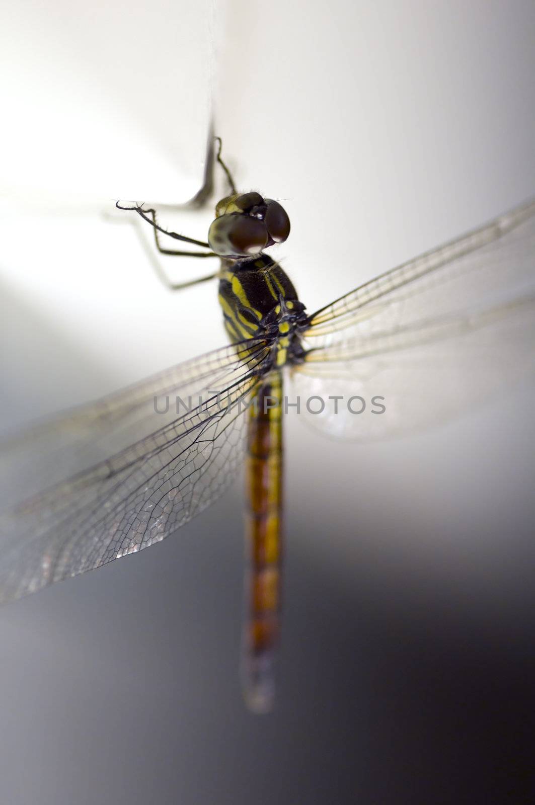 Close up shoot of a anisoptera dragonfly, green beige in color with focus on the body
