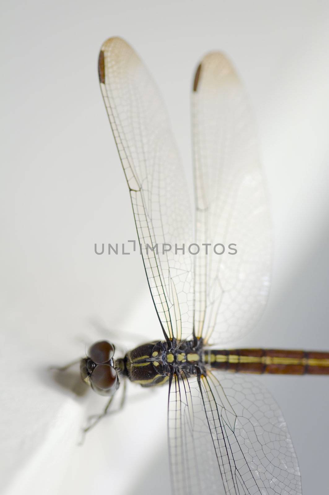 Close up shoot of a anisoptera dragonfly, green beige in color with focus on the body and the right wings