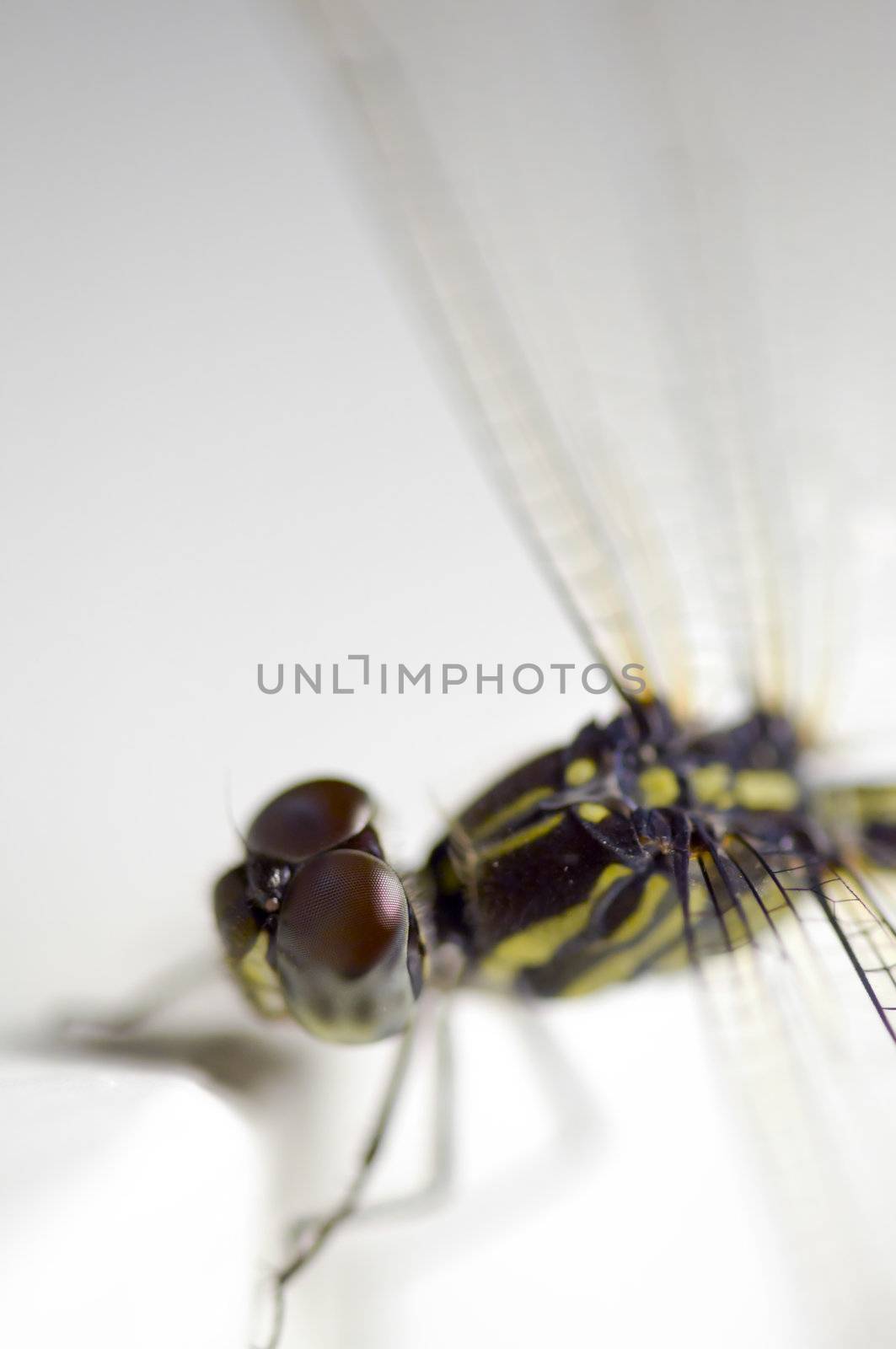 Close up shoot of a anisoptera dragonfly by 3523Studio