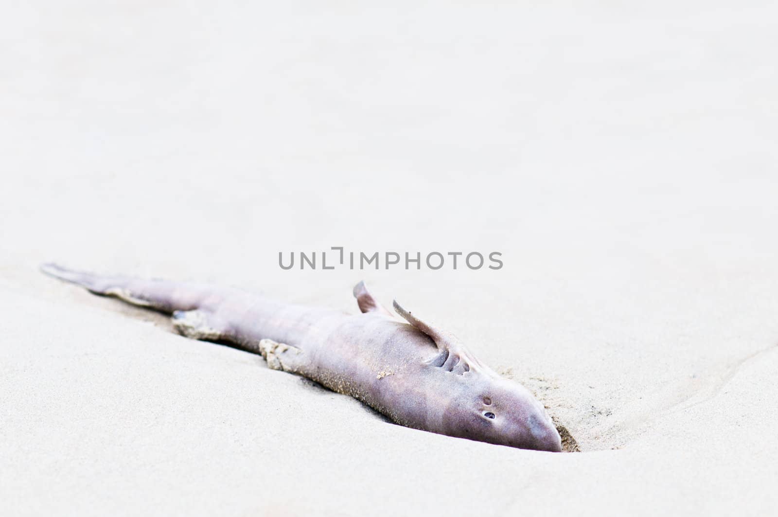 Close up of a dead reef shark on the beach