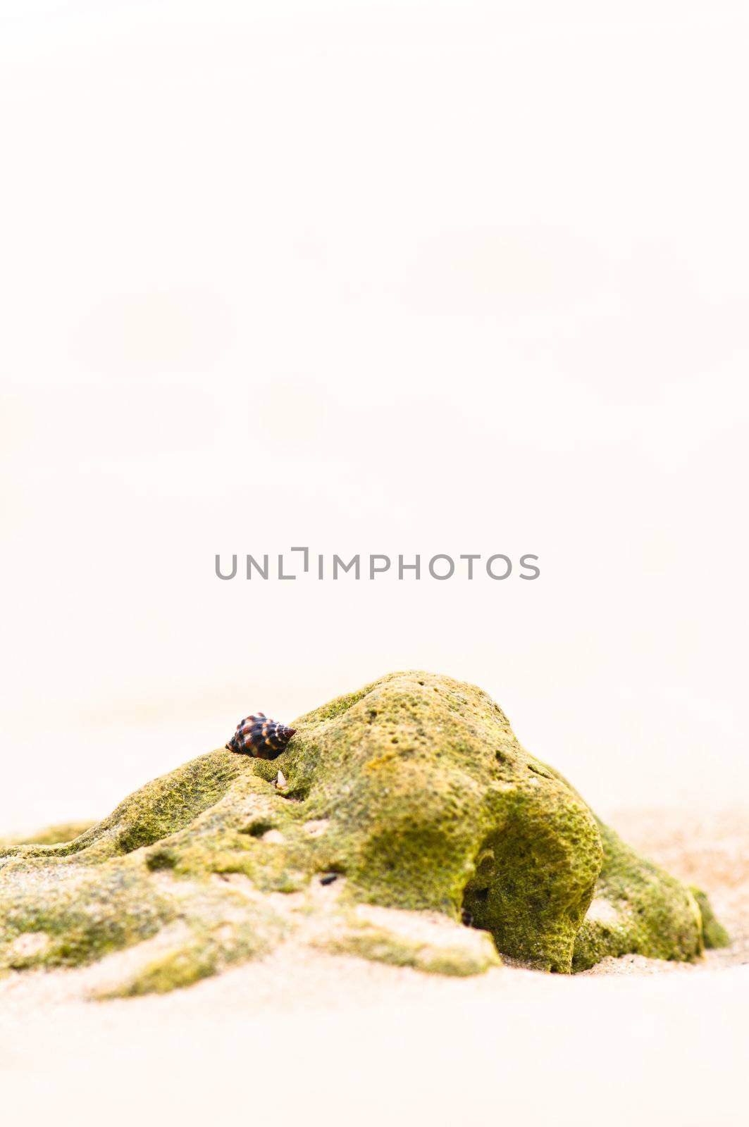 Mussel shell on a sand beach background by 3523Studio