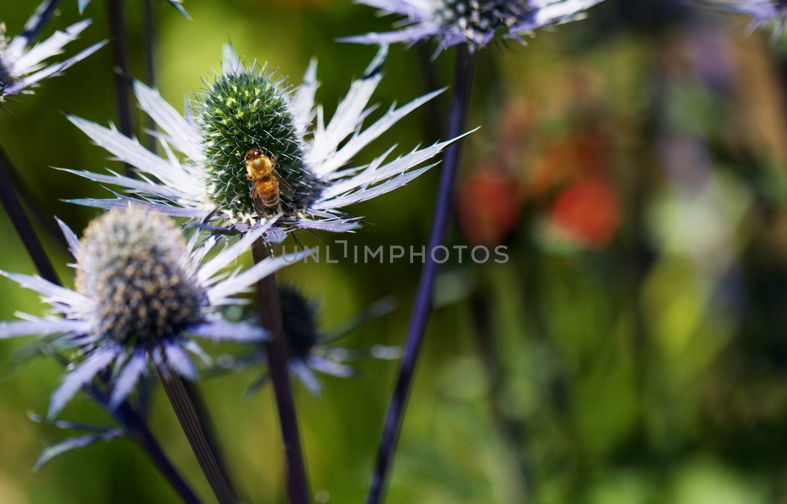 Busy golden bee on green pistil of blue thorny petal  Eryngium flower with soft background