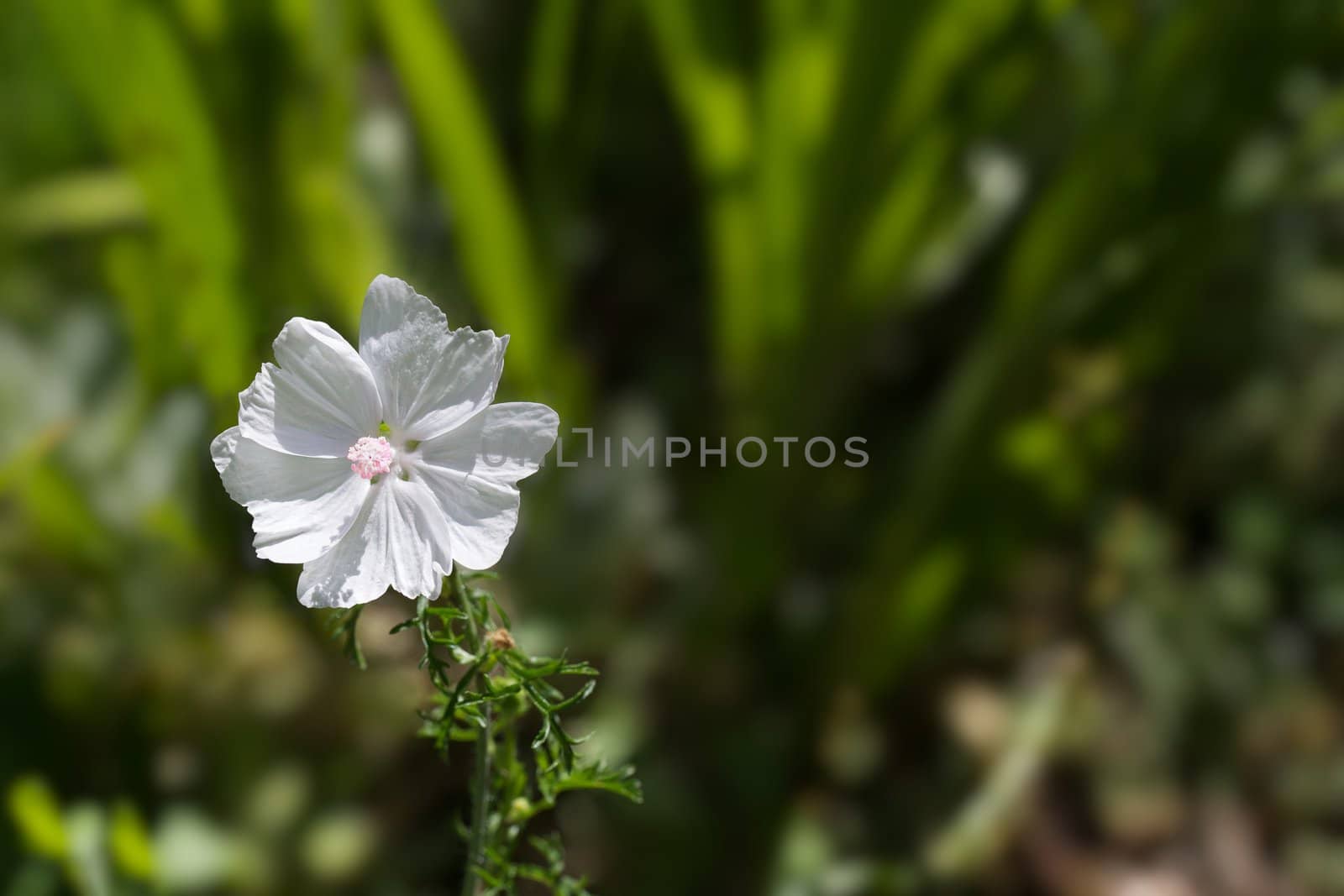 Delicate white petals with pink center of Musk Mallow flower with soft green background
