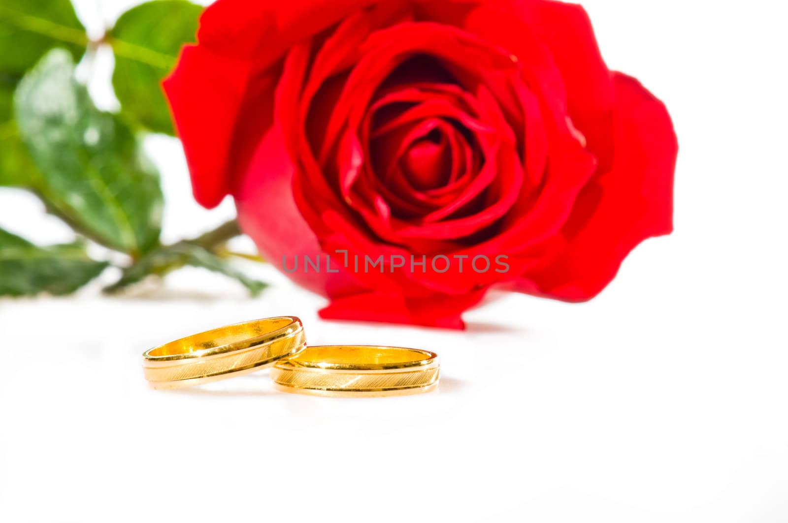 Red rose and golden wedding rings over white