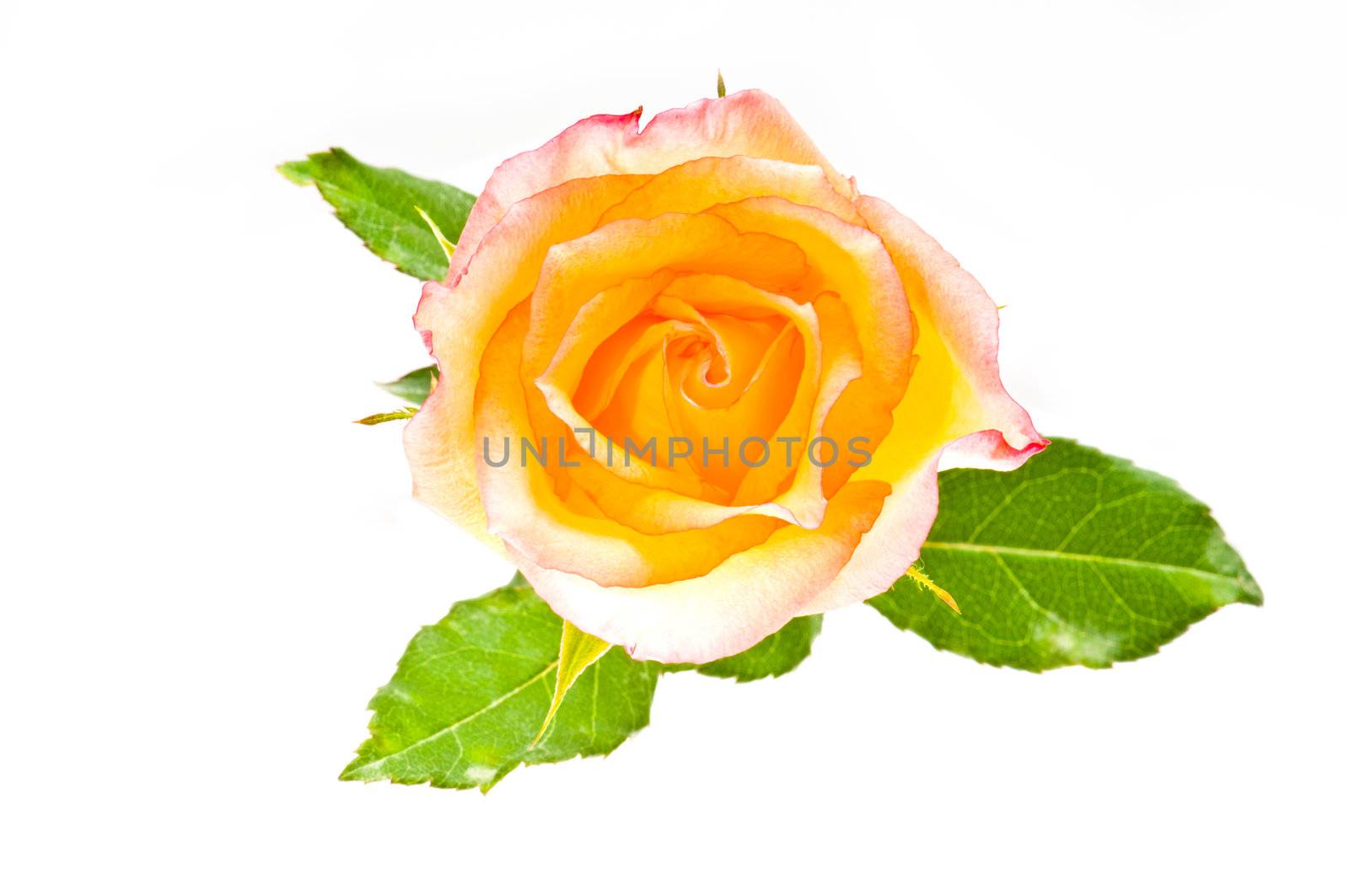 Beautiful red yellow rose over white with green leaves