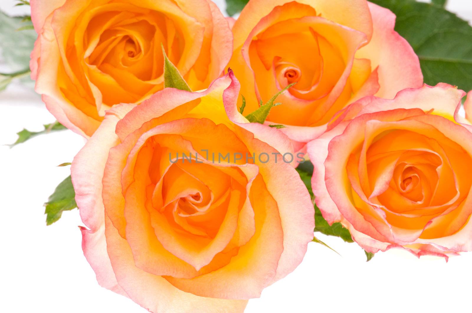 4 yellow red roses over white for decoration usage