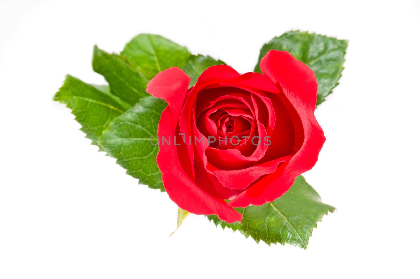 Beautiful red rose over white with green leaves