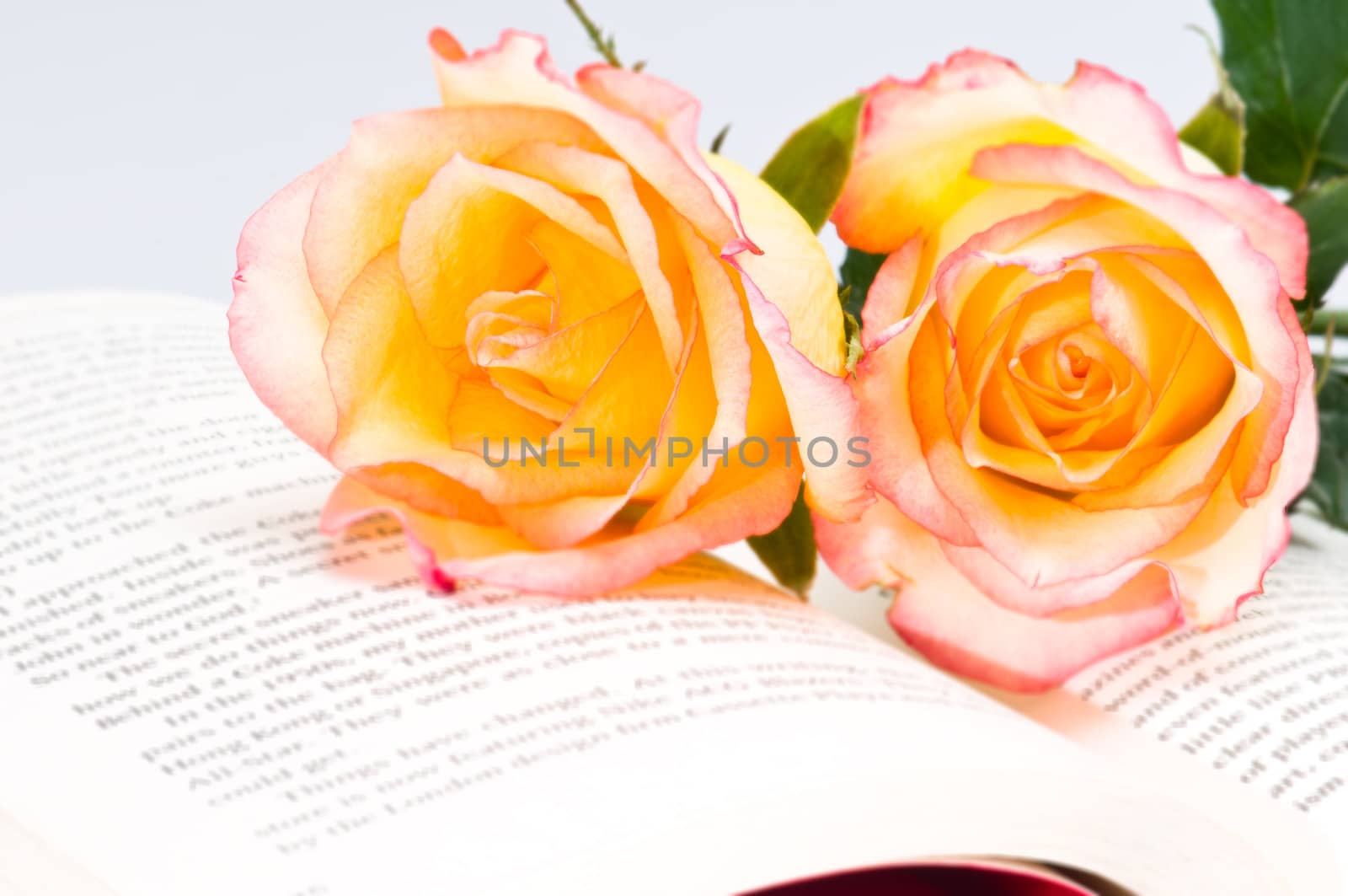Beautiful red yellow roses over a book with green leaves