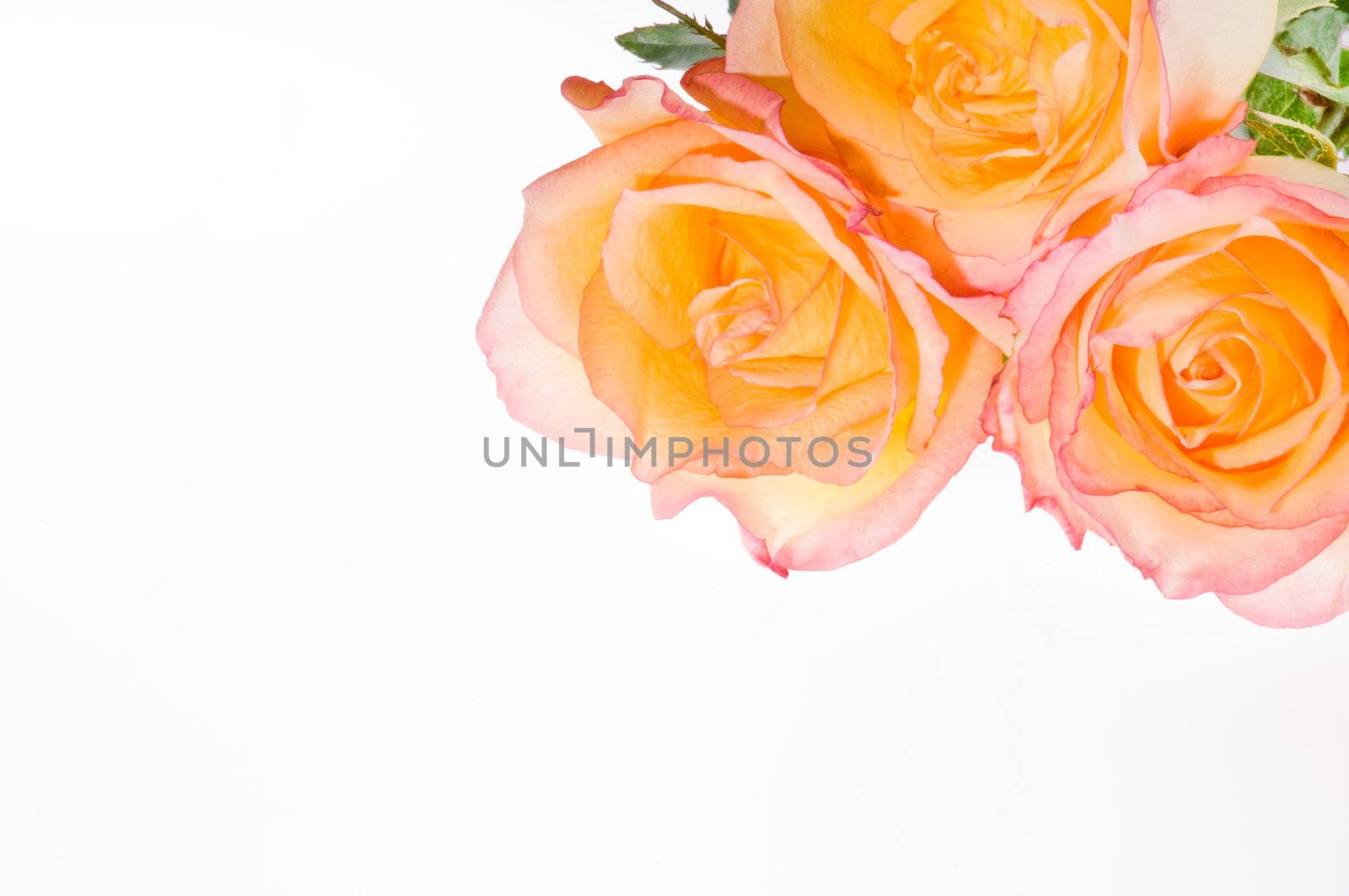 3 yellow red roses over white for decoration usage