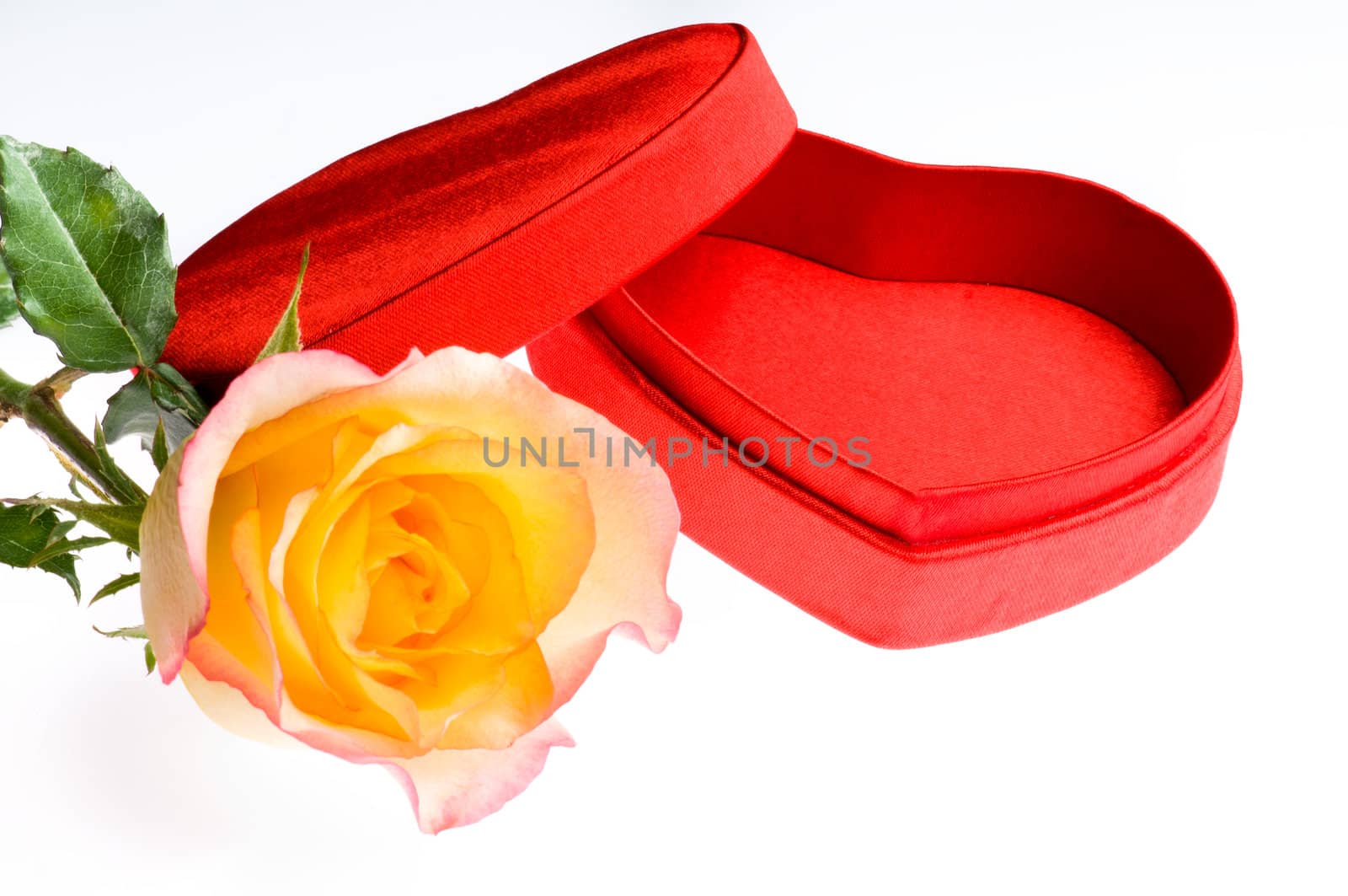 Red yellow rose and a open heart shape box over white