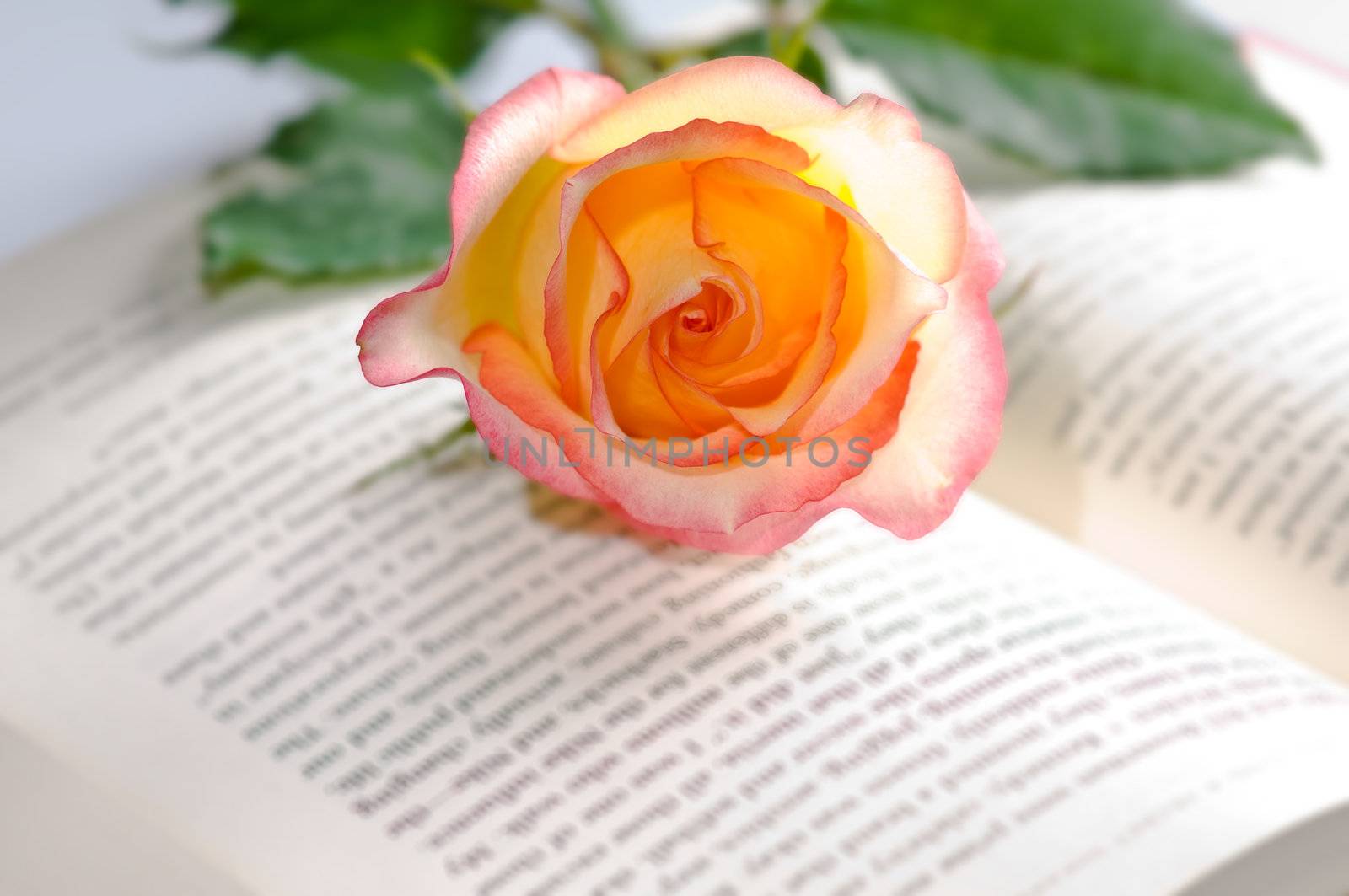 Red yellow rose with a nice blossom over a book