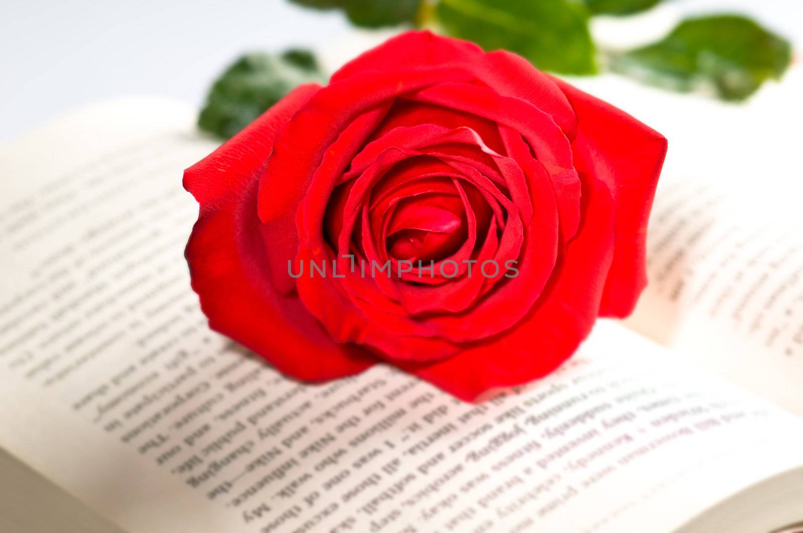red rose over book of a love story