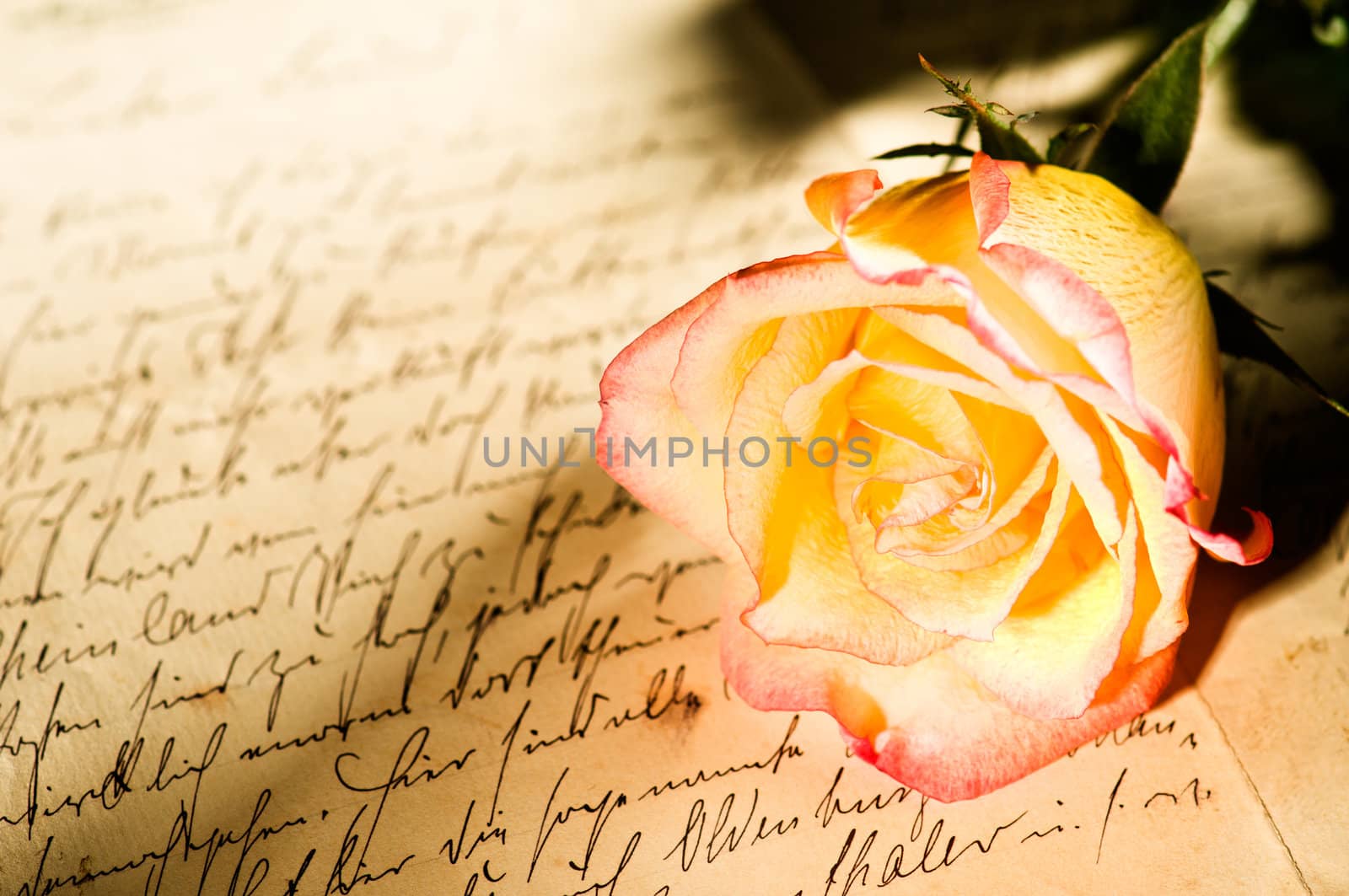 Red yellow rose over a hand written letter by 3523Studio