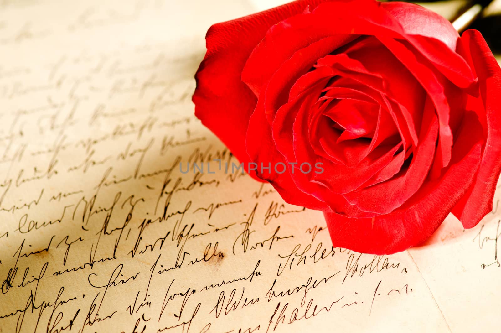 Red rose over a hand written love letter