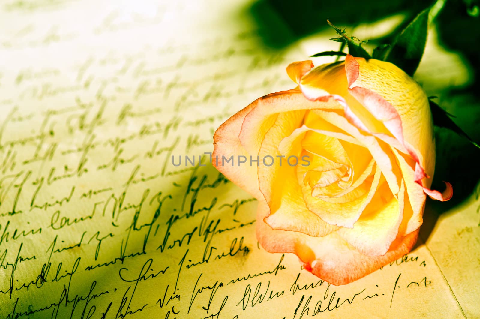 Red yellow rose over a hand written love letter