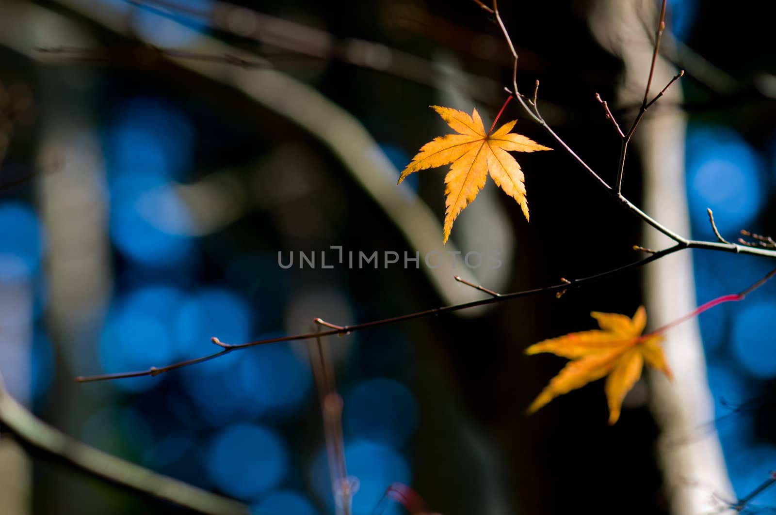 Orange leaf on a tree in winter setting by 3523Studio