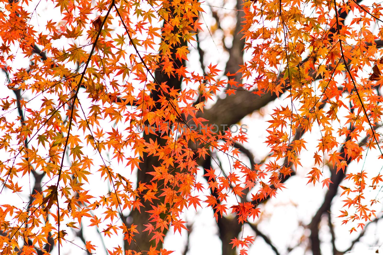 Autumn red leaves on a tree   by 3523Studio