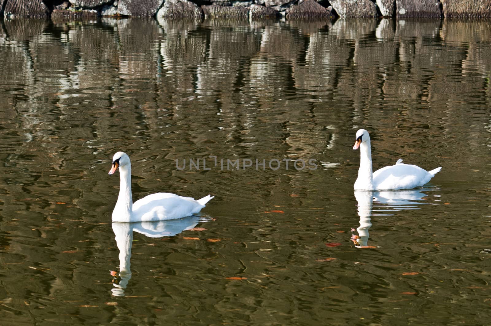 Two swan floating on a pond in the sun