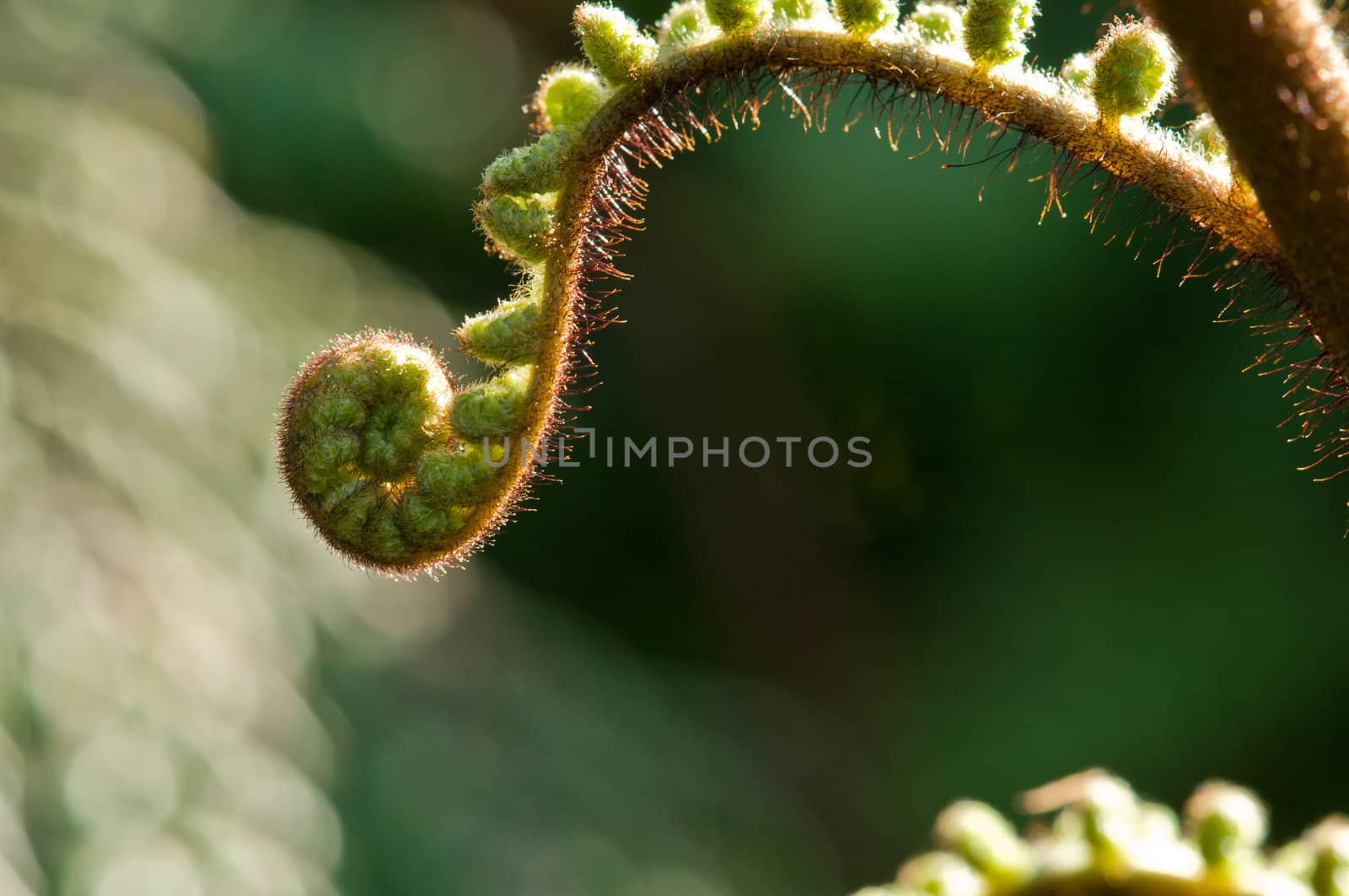 Young fern in the morning sun by 3523Studio