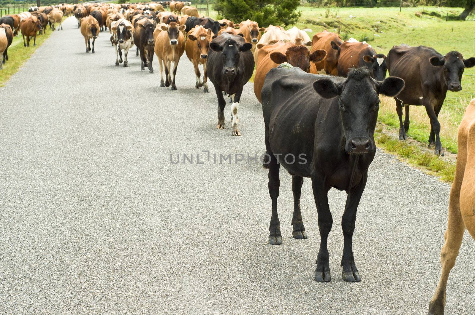 Cattle drive on a road during summer