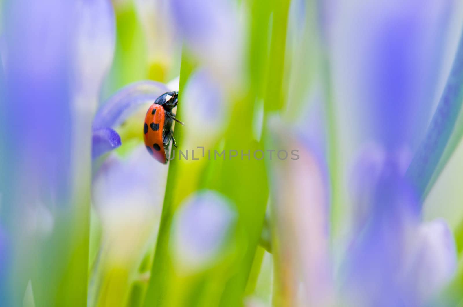 Close up shoot of a ladybug in a summer flower