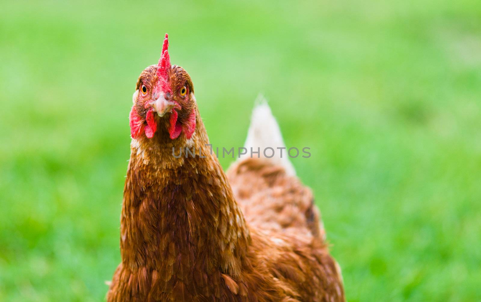 Brown hen on a lawn grass background is blurry