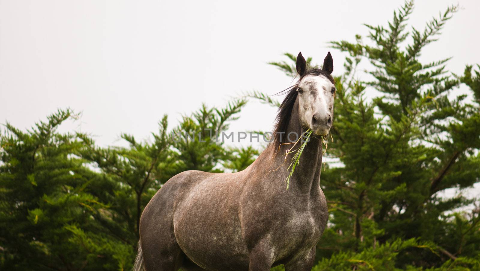 Wild horse in the wilderness on a cloudy day