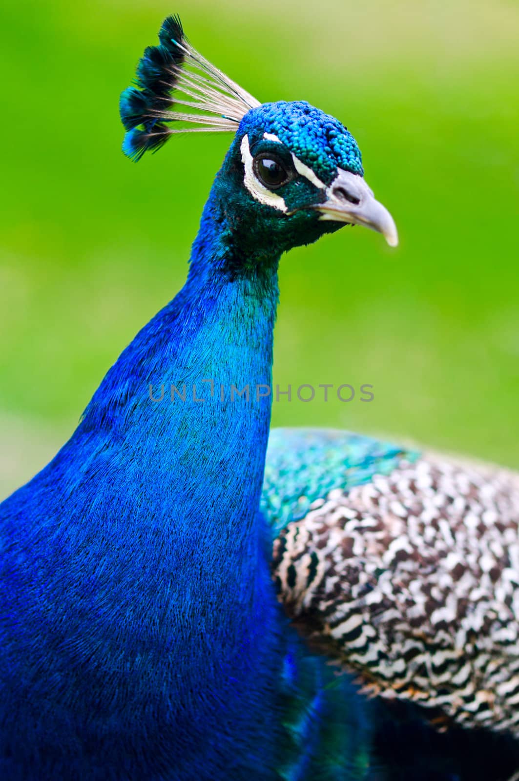 Beautiful and pride peacock on a lawn, blue in color