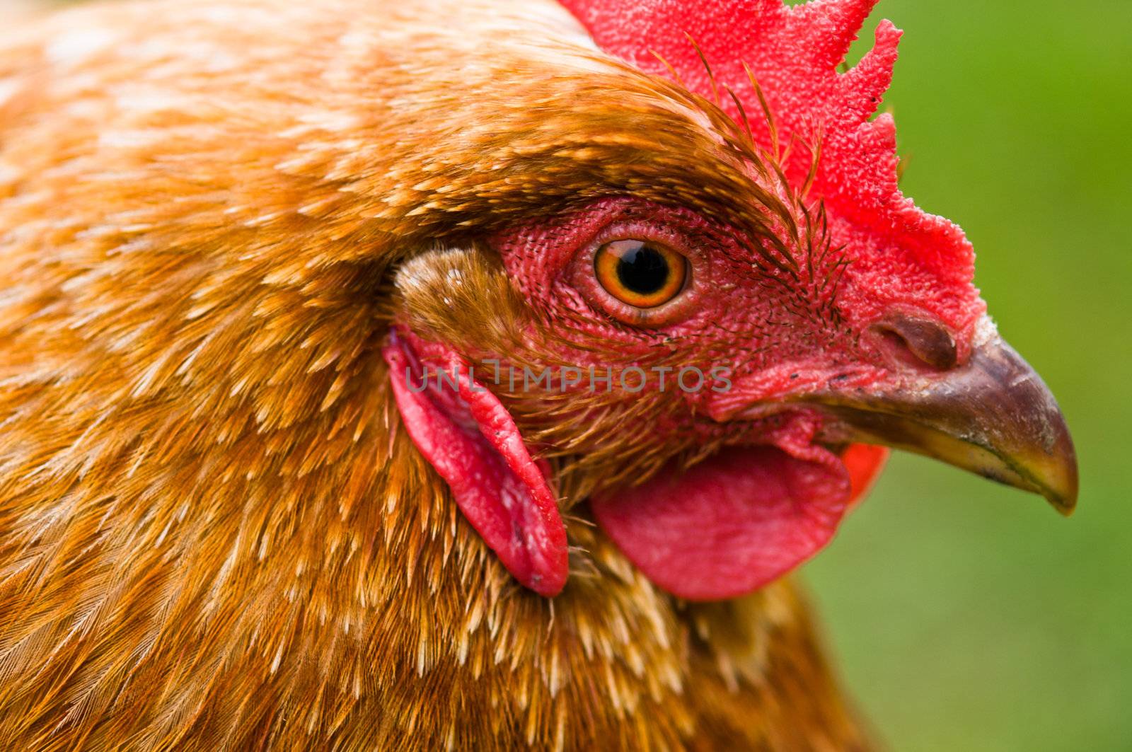 Brown hen on a lawn grass background is blurry