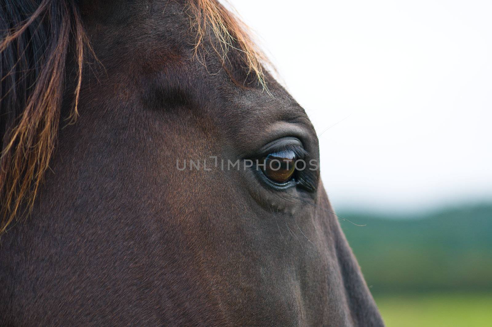 Head of a wild horse in the wilderness on a cloudy day