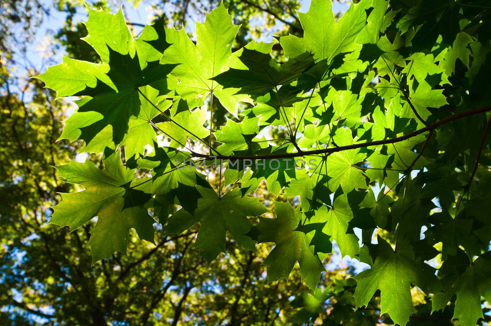 Leaves illuminate in the sunlight bright and strong green
