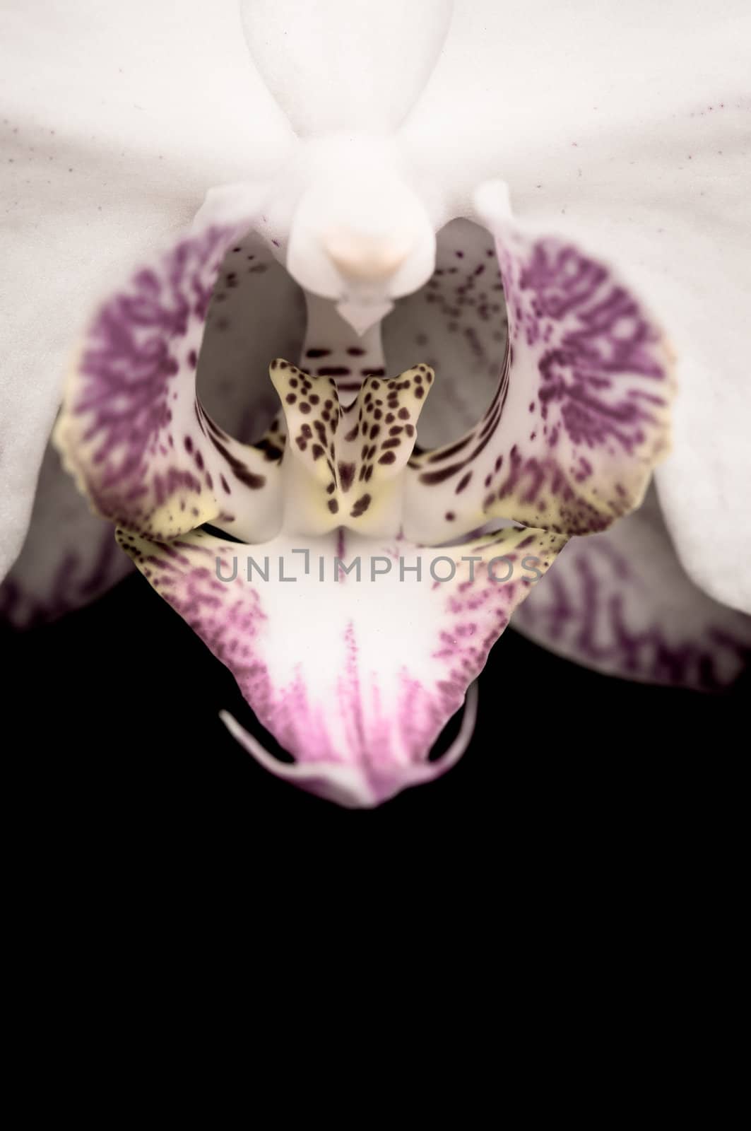 Close up shoot of a beautiful Orchid blossom by 3523Studio