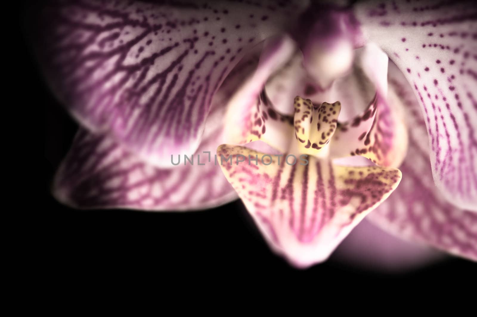 Close up shoot of a beautiful Orchid blossom with black background