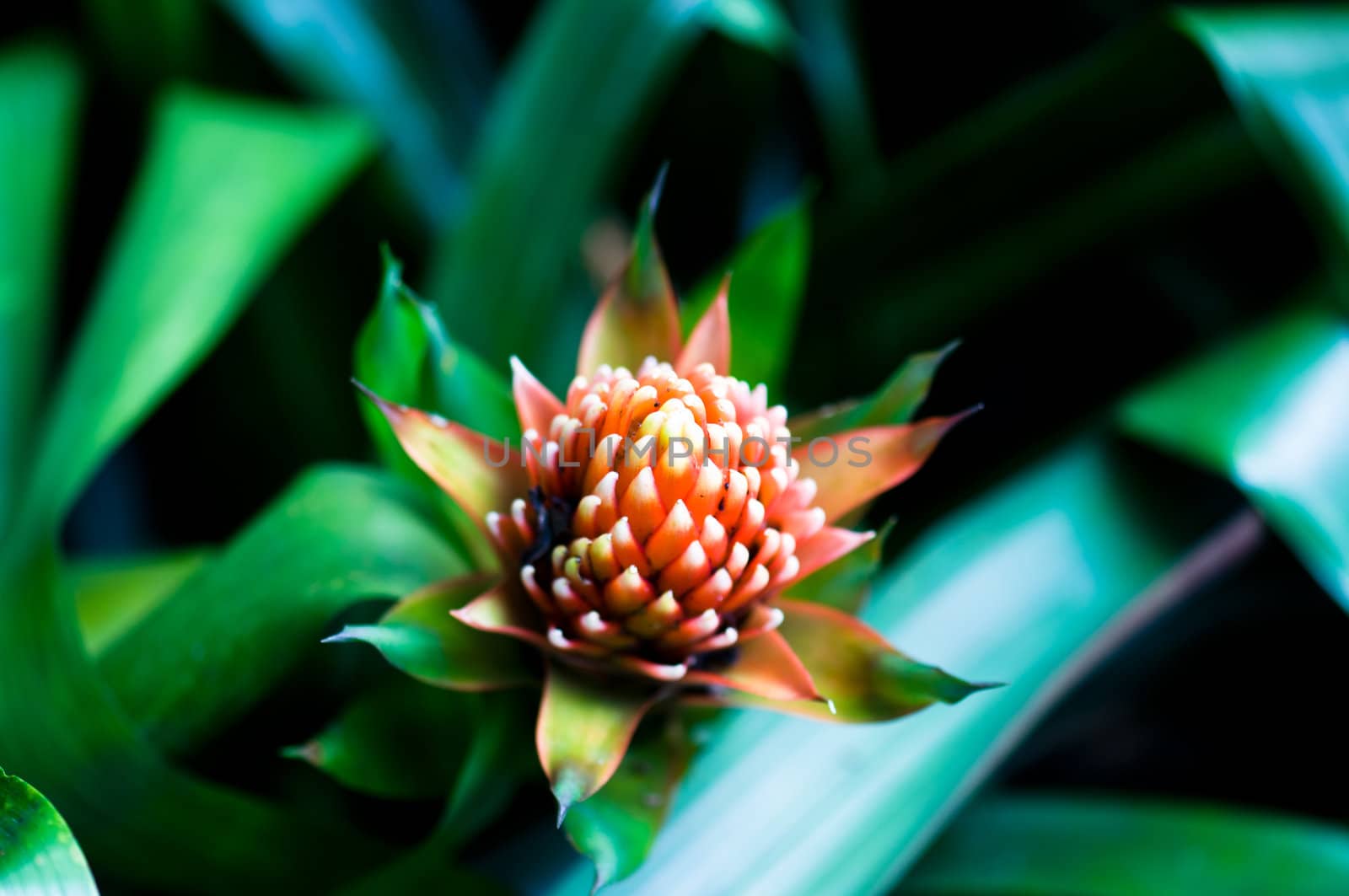 Beautiful Bromeliads flower isolated