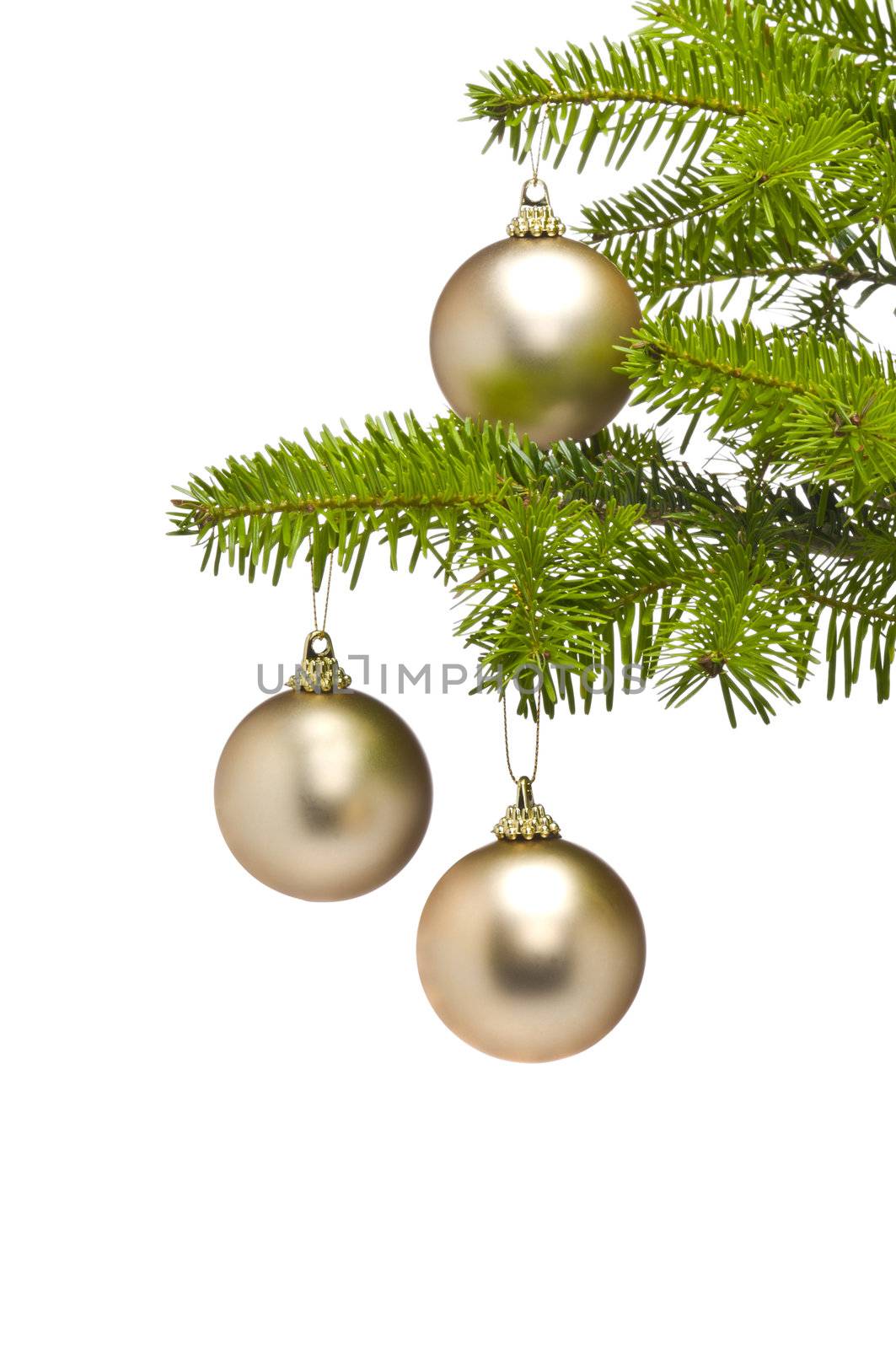Three golden decoration balls in Christmas tree branch with negative space