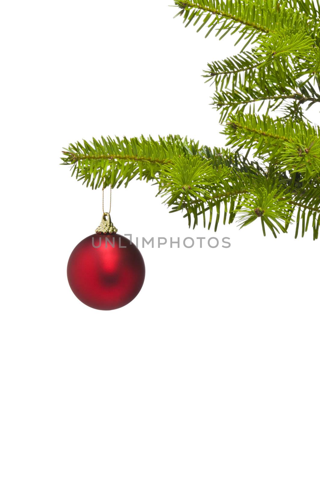 One red decoration ball in Christmas tree branch with negative space