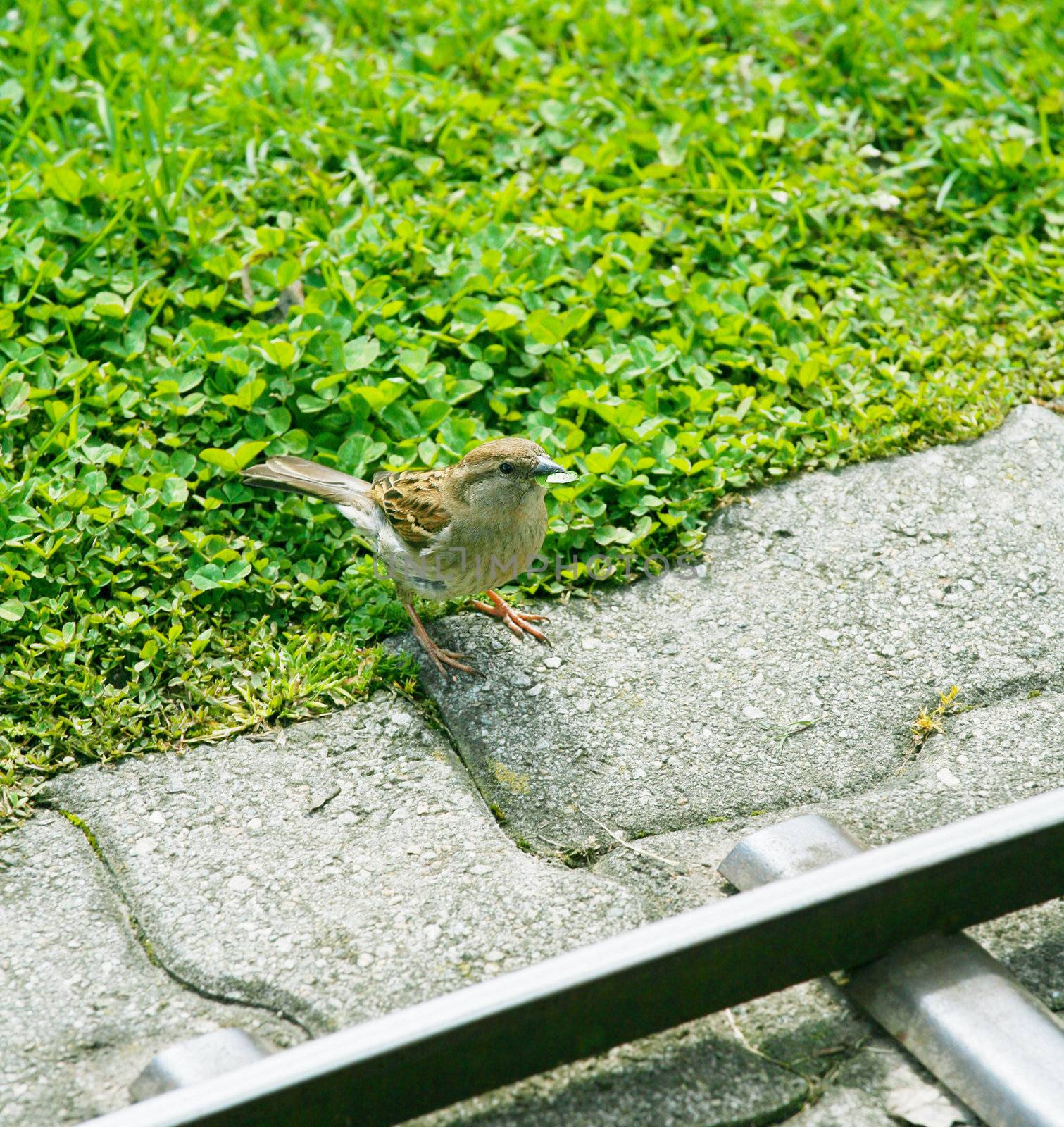 A friendly song thrush feeding.