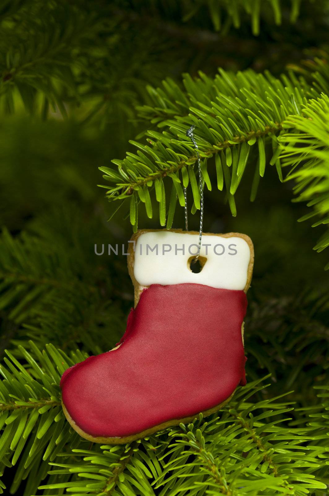 Present sock shape short bread cookie in  Christmas tree