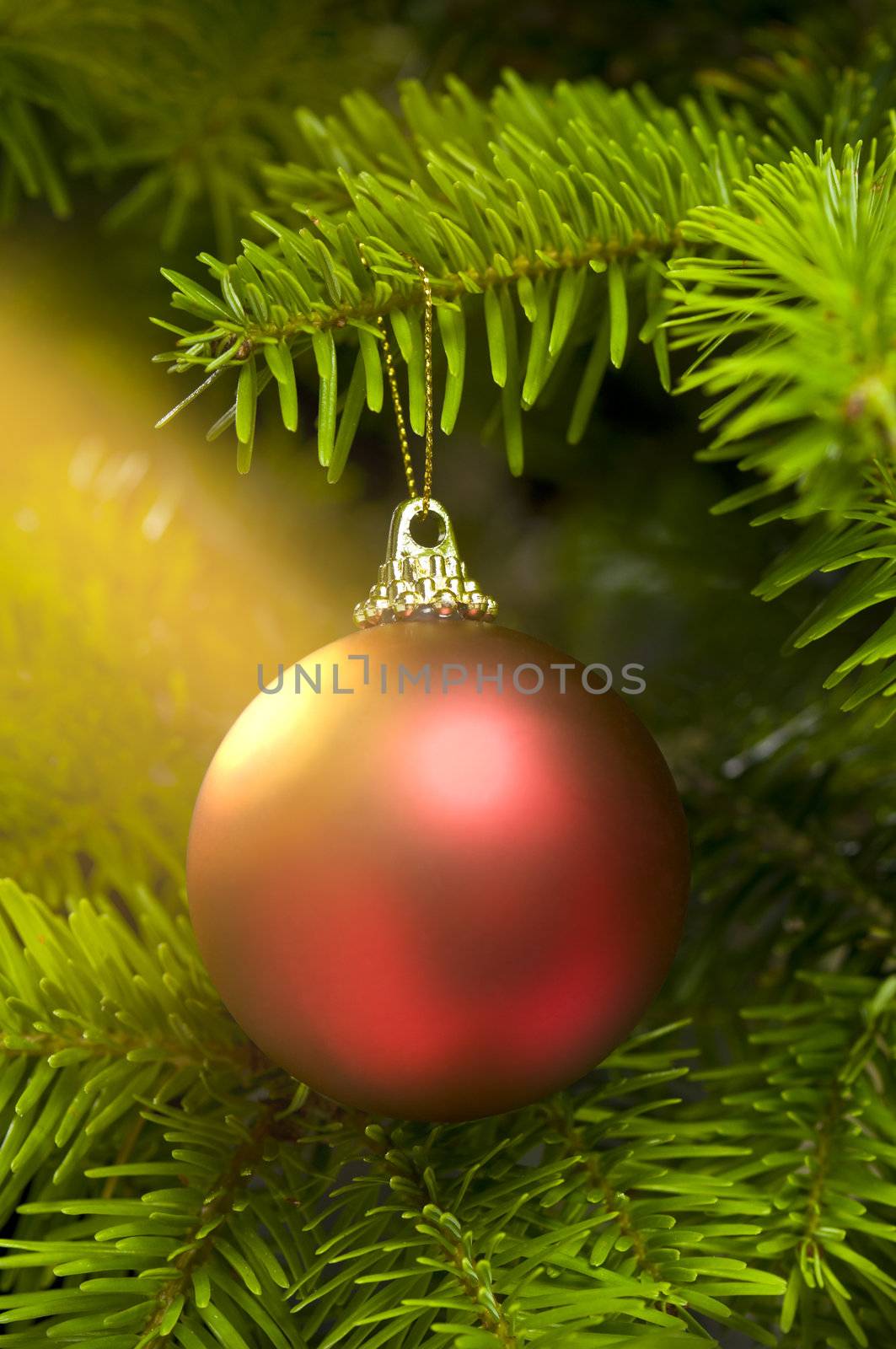 Red ball in a real Caucasian Fir Christmas tree nice shining