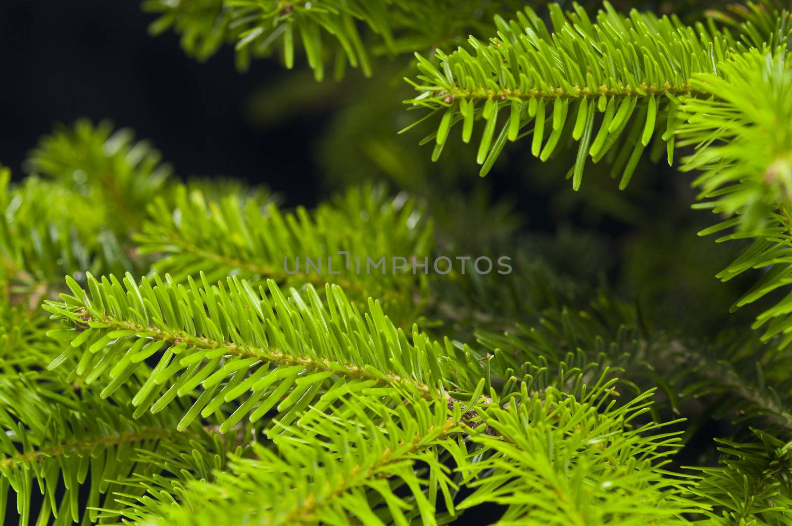 Green branches of a Christmas tree isolated closeup