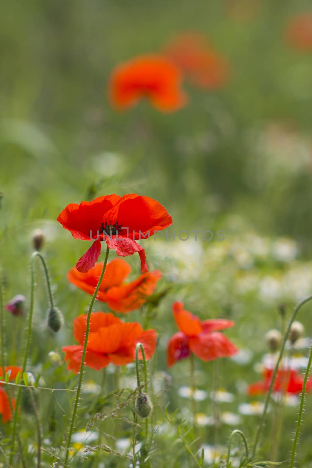 summer field of red poppies by miradrozdowski