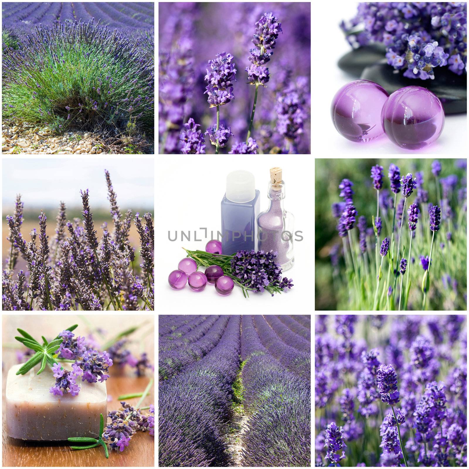 Lavender collage with nine photos 