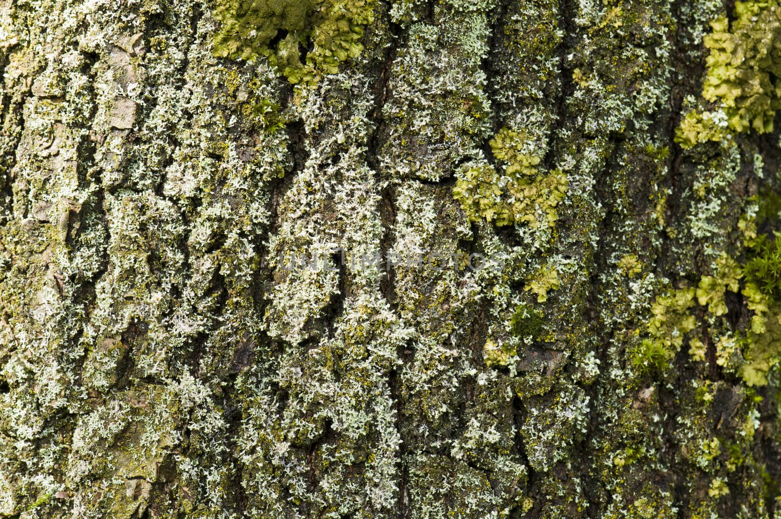 Partial view of a tree trunk bark with moos