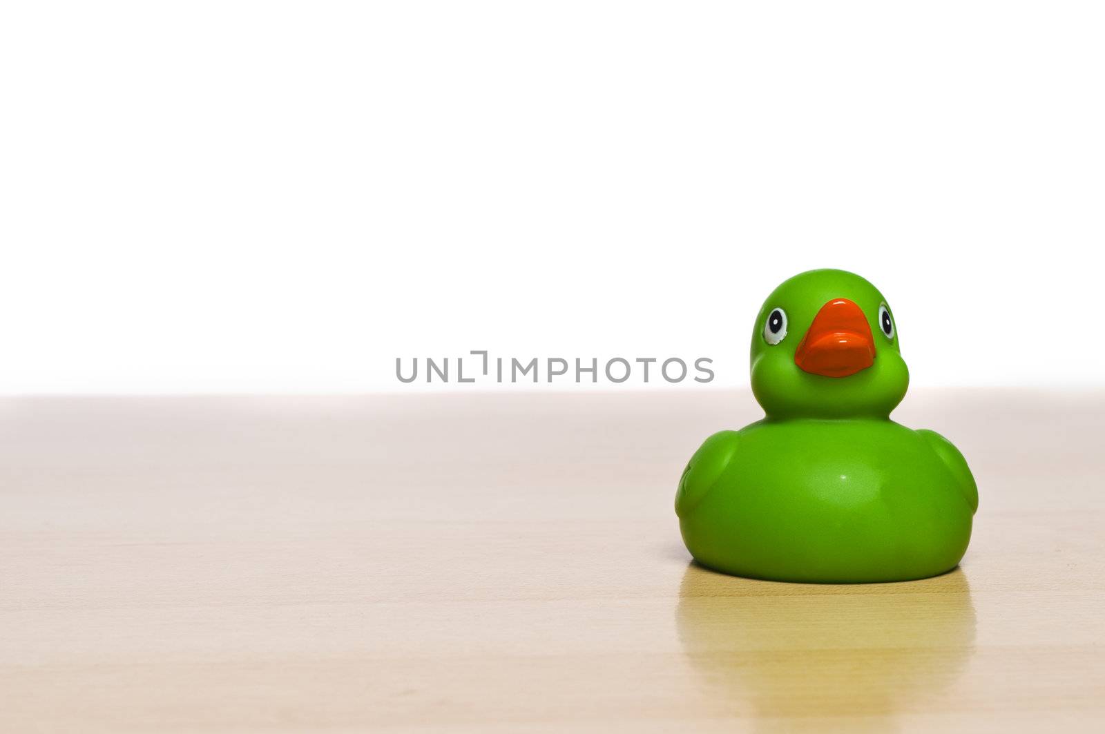 Duck on a table over white, alone