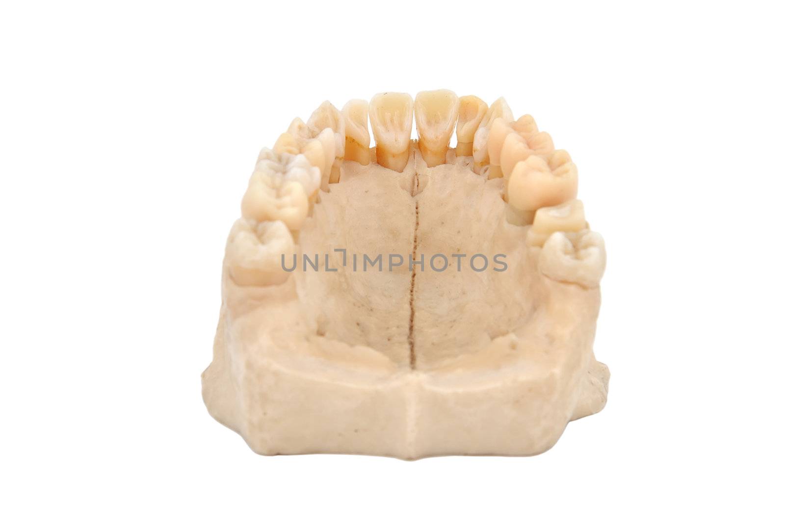 upper jawbone by vetkit