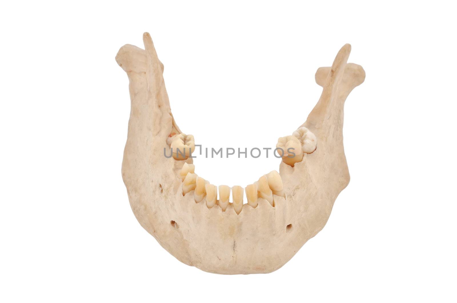 lower human jaw on a white background