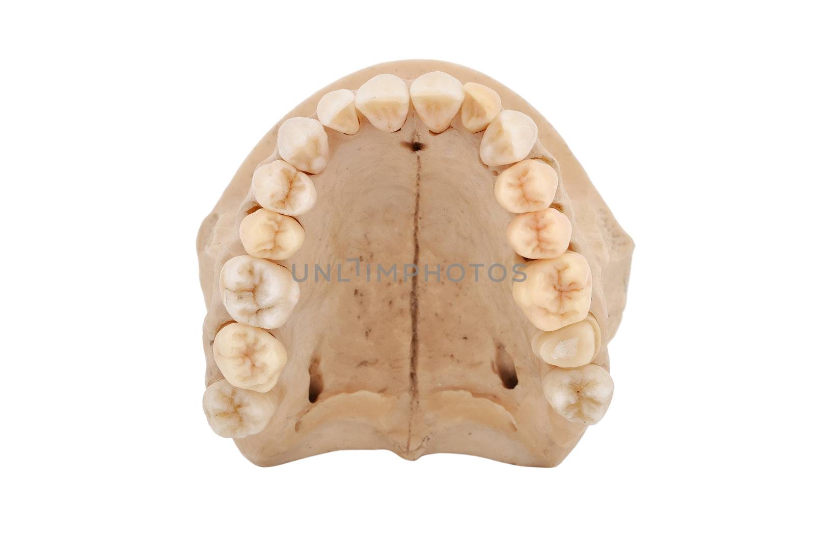 upper human jawbone on a white background