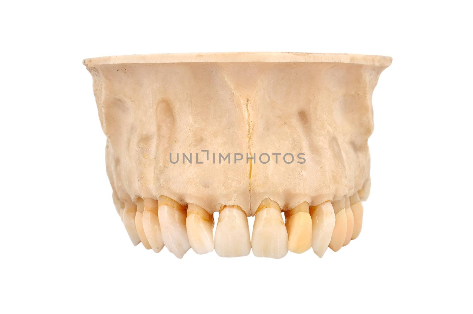 upper human jawbone on a white background